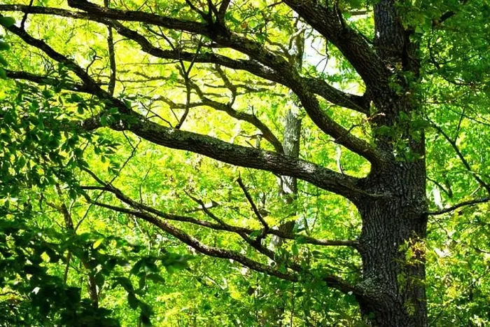 Framed Print : Beautiful summer forest with larga oak tree trunk and branches. Nature background, landscape photography Framed Print : Beautiful summer forest with larga oak tree trunk and branches. Nature background, landscape photography