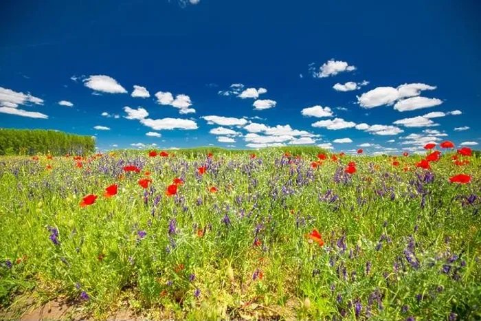 Framed Print : Beautiful summer meadow nature. Spring and summer poppy flowers under blue sky and sunlight. Idyllic summer nature landscape, red poppy flowers Framed Print : Beautiful summer meadow nature. Spring and summer poppy flowers under blue sky and sunlight. Idyllic summer nature landscape, red poppy flowers