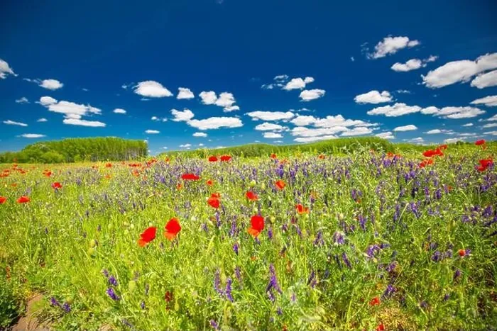 Framed Print : Beautiful summer meadow nature. Spring and summer poppy flowers under blue sky and sunlight. Idyllic summer nature landscape, red poppy flowers Framed Print : Beautiful summer meadow nature. Spring and summer poppy flowers under blue sky and sunlight. Idyllic summer nature landscape, red poppy flowers