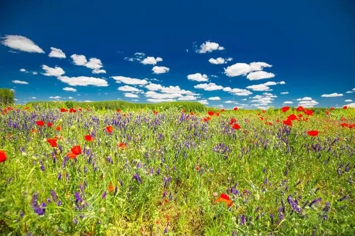 Framed Print : Beautiful summer meadow nature. Spring and summer poppy flowers under blue sky and sunlight. Idyllic summer nature landscape, red poppy flowers Framed Print : Beautiful summer meadow nature. Spring and summer poppy flowers under blue sky and sunlight. Idyllic summer nature landscape, red poppy flowers