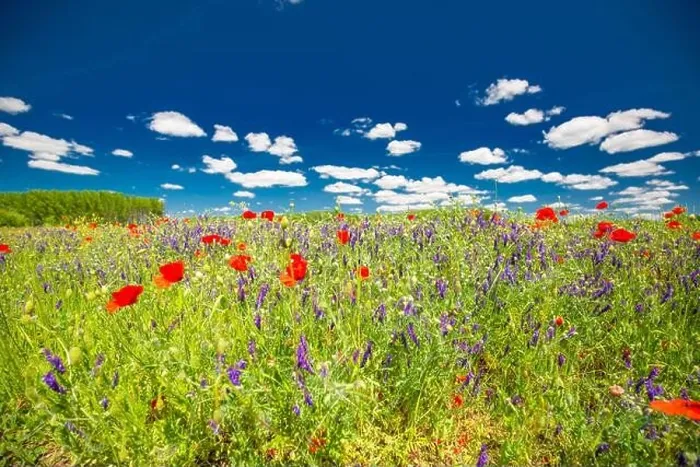 Framed Print : Beautiful summer meadow nature. Spring and summer poppy flowers under blue sky and sunlight. Idyllic summer nature landscape, red poppy flowers Framed Print : Beautiful summer meadow nature. Spring and summer poppy flowers under blue sky and sunlight. Idyllic summer nature landscape, red poppy flowers