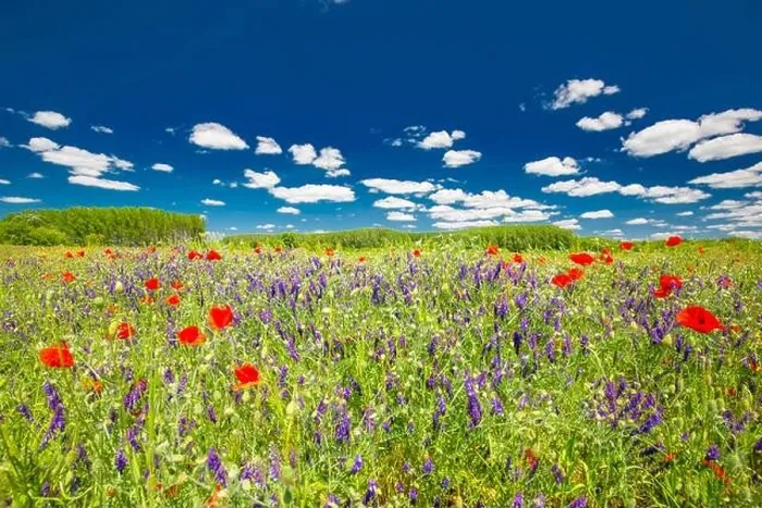Framed Print : Beautiful summer meadow nature. Spring and summer poppy flowers under blue sky and sunlight. Idyllic summer nature landscape, red poppy flowers Framed Print : Beautiful summer meadow nature. Spring and summer poppy flowers under blue sky and sunlight. Idyllic summer nature landscape, red poppy flowers