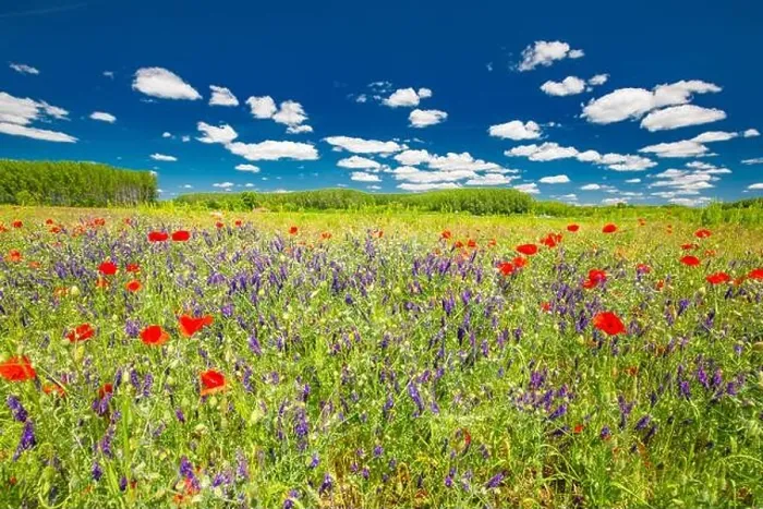 Framed Print : Beautiful summer meadow nature. Spring and summer poppy flowers under blue sky and sunlight. Idyllic summer nature landscape, red poppy flowers Framed Print : Beautiful summer meadow nature. Spring and summer poppy flowers under blue sky and sunlight. Idyllic summer nature landscape, red poppy flowers