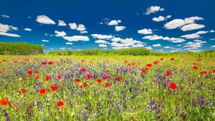 Framed Print : Beautiful summer meadow nature. Spring and summer poppy flowers under blue sky and sunlight. Idyllic summer nature landscape, red poppy flowers Framed Print : Beautiful summer meadow nature. Spring and summer poppy flowers under blue sky and sunlight. Idyllic summer nature landscape, red poppy flowers