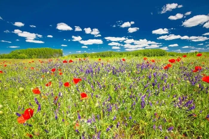 Framed Print : Beautiful summer meadow nature. Spring and summer poppy flowers under blue sky and sunlight. Idyllic summer nature landscape, red poppy flowers Framed Print : Beautiful summer meadow nature. Spring and summer poppy flowers under blue sky and sunlight. Idyllic summer nature landscape, red poppy flowers