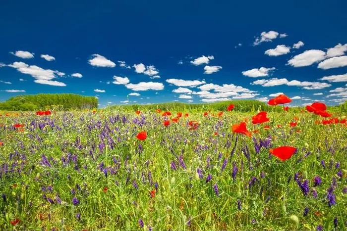 Framed Print : Beautiful summer meadow nature. Spring and summer poppy flowers under blue sky and sunlight. Idyllic summer nature landscape, red poppy flowers Framed Print : Beautiful summer meadow nature. Spring and summer poppy flowers under blue sky and sunlight. Idyllic summer nature landscape, red poppy flowers