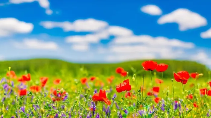 Framed Print : Beautiful summer meadow nature. Spring and summer poppy flowers under blue sky and sunlight. Inspirational nature background, spring summer concept Framed Print : Beautiful summer meadow nature. Spring and summer poppy flowers under blue sky and sunlight. Inspirational nature background, spring summer concept