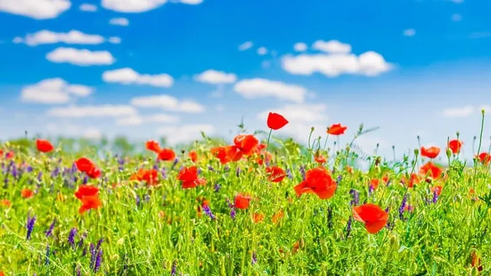 Framed Print : Beautiful summer meadow nature. Spring and summer poppy flowers under blue sky and sunlight. Inspirational nature background, spring summer concept Framed Print : Beautiful summer meadow nature. Spring and summer poppy flowers under blue sky and sunlight. Inspirational nature background, spring summer concept