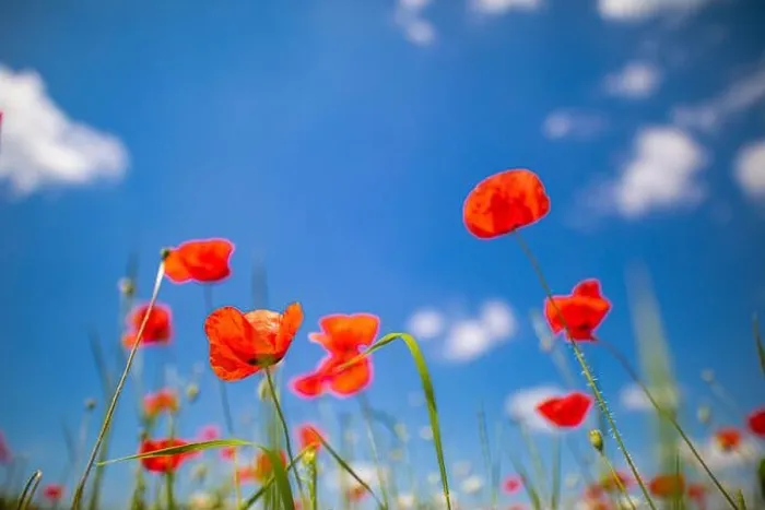 Framed Print : Beautiful summer meadow nature. Spring and summer poppy flowers under blue sky and sunlight. Happy summer red poppy flowers wide angle panoramic view Framed Print : Beautiful summer meadow nature. Spring and summer poppy flowers under blue sky and sunlight. Happy summer red poppy flowers wide angle panoramic view