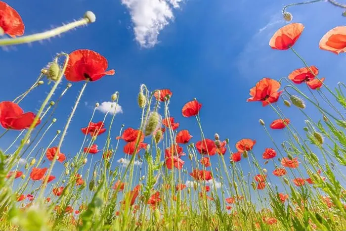 Framed Print : Beautiful summer meadow nature. Spring and summer poppy flowers under blue sky and sunlight. Happy summer red poppy flowers wide angle panoramic view Framed Print : Beautiful summer meadow nature. Spring and summer poppy flowers under blue sky and sunlight. Happy summer red poppy flowers wide angle panoramic view