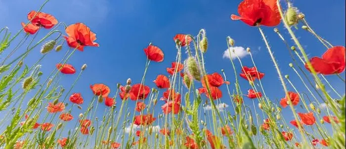 Framed Print : Beautiful summer meadow nature. Spring and summer poppy flowers under blue sky and sunlight. Happy summer red poppy flowers wide angle panoramic view