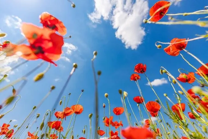 Framed Print : Beautiful summer meadow nature. Spring and summer poppy flowers under blue sky and sunlight. Happy summer red poppy flowers wide angle panoramic view Framed Print : Beautiful summer meadow nature. Spring and summer poppy flowers under blue sky and sunlight. Happy summer red poppy flowers wide angle panoramic view