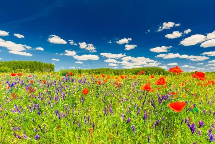 Framed Print : Beautiful summer meadow nature. Spring and summer poppy flowers under blue sky and sunlight. Idyllic spring summer landscape, meadow flowers, nature Framed Print : Beautiful summer meadow nature. Spring and summer poppy flowers under blue sky and sunlight. Idyllic spring summer landscape, meadow flowers, nature
