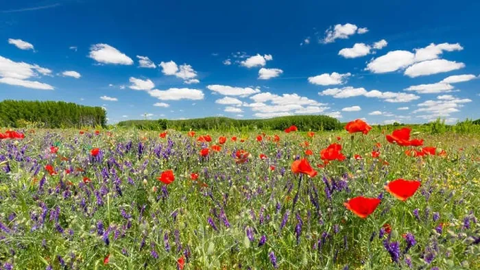 Framed Print : Beautiful summer meadow nature. Spring and summer poppy flowers under blue sky and sunlight. Idyllic spring summer landscape, meadow flowers, nature Framed Print : Beautiful summer meadow nature. Spring and summer poppy flowers under blue sky and sunlight. Idyllic spring summer landscape, meadow flowers, nature