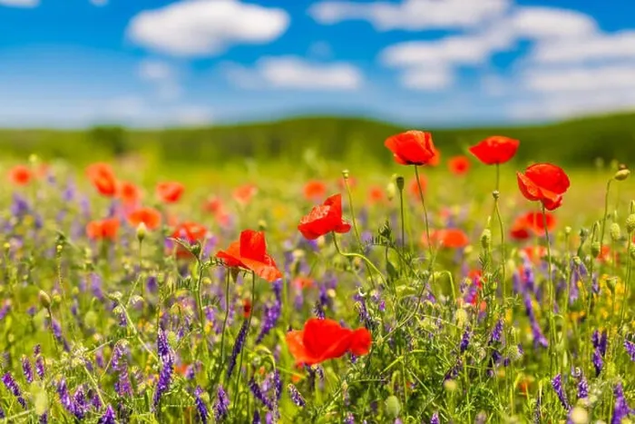 Framed Print : Beautiful summer meadow nature. Spring and summer poppy flowers under blue sky and sunlight. Idyllic spring summer landscape, meadow flowers, nature Framed Print : Beautiful summer meadow nature. Spring and summer poppy flowers under blue sky and sunlight. Idyllic spring summer landscape, meadow flowers, nature