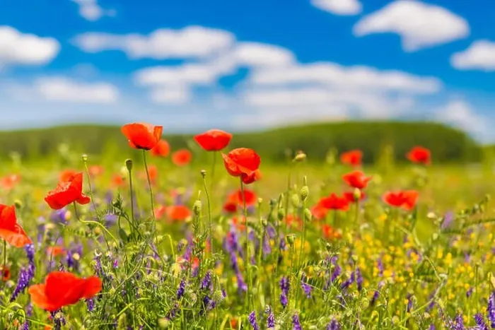 Framed Print : Beautiful summer meadow nature. Spring and summer poppy flowers under blue sky and sunlight. Idyllic spring summer landscape, meadow flowers, nature Framed Print : Beautiful summer meadow nature. Spring and summer poppy flowers under blue sky and sunlight. Idyllic spring summer landscape, meadow flowers, nature