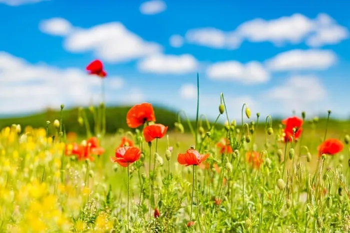 Framed Print : Beautiful summer meadow nature. Spring and summer poppy flowers under blue sky and sunlight. Idyllic spring summer landscape, meadow flowers, nature Framed Print : Beautiful summer meadow nature. Spring and summer poppy flowers under blue sky and sunlight. Idyllic spring summer landscape, meadow flowers, nature
