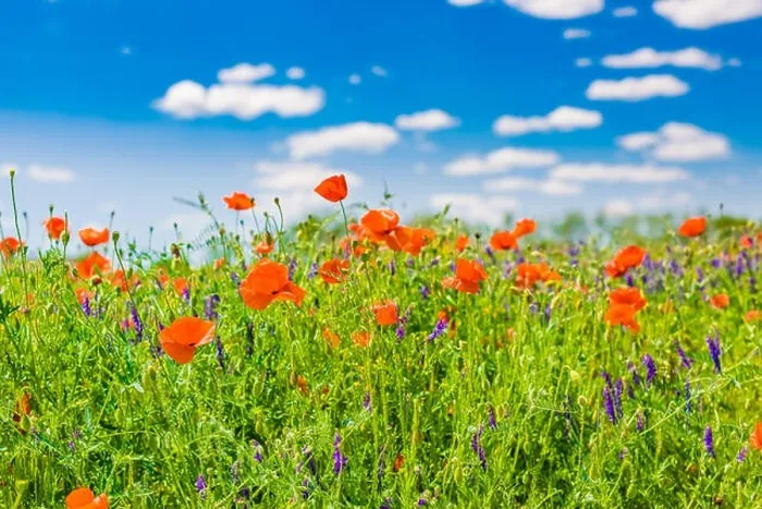 Framed Print : Beautiful summer meadow nature. Spring and summer poppy flowers under blue sky and sunlight. Idyllic spring summer landscape, meadow flowers, nature Framed Print : Beautiful summer meadow nature. Spring and summer poppy flowers under blue sky and sunlight. Idyllic spring summer landscape, meadow flowers, nature
