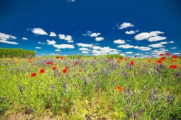 Beautiful summer meadow nature. Spring and summer poppy flowers under blue sky and sunlight. Idyllic summer nature landscape, red poppy flowers