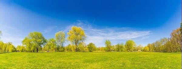 Beautiful summer spring landscape with green trees and field of daisy flowers