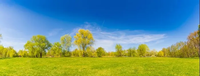 Framed Print : Beautiful summer spring landscape with green trees and field of daisy flowers Framed Print : Beautiful summer spring landscape with green trees and field of daisy flowers