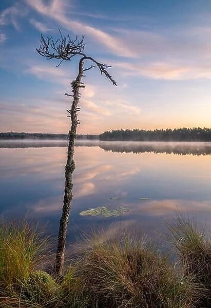 Beautiful sunrise landscape with old rugged tree and calm lake at foggy summer morning in Finland