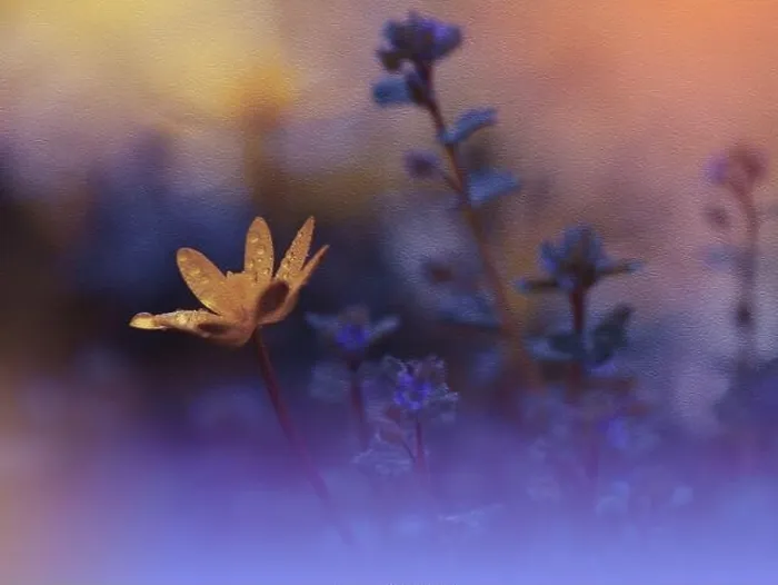 Framed Print : Beautiful Textured Macro Photo.Colorful Flowers.Border Art Design.Magic Light.Close up Photography.Conceptual Abstract Image.Violet Background.Drop Framed Print : Beautiful Textured Macro Photo.Colorful Flowers.Border Art Design.Magic Light.Close up Photography.Conceptual Abstract Image.Violet Background.Drop