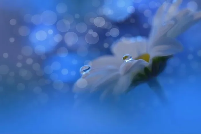 Framed Print : Beautiful Textured Macro Photo.Colorful Flowers.Border Art Design.Magic Light.Close up Photography.Conceptual Abstract Image.White and Blue Background Framed Print : Beautiful Textured Macro Photo.Colorful Flowers.Border Art Design.Magic Light.Close up Photography.Conceptual Abstract Image.White and Blue Background