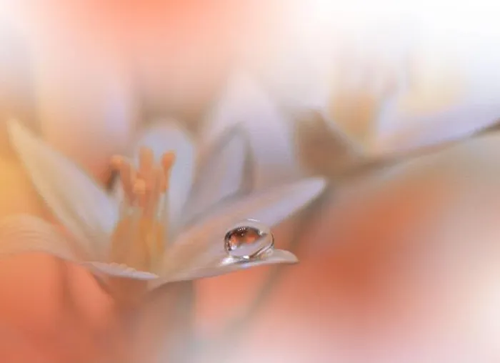 Framed Print : Beautiful Textured Macro Photo.Colorful Flowers.Art Design.Magic Light.Close up Photography.Conceptual Abstract Image.Orange Background.Water Drop Framed Print : Beautiful Textured Macro Photo.Colorful Flowers.Art Design.Magic Light.Close up Photography.Conceptual Abstract Image.Orange Background.Water Drop
