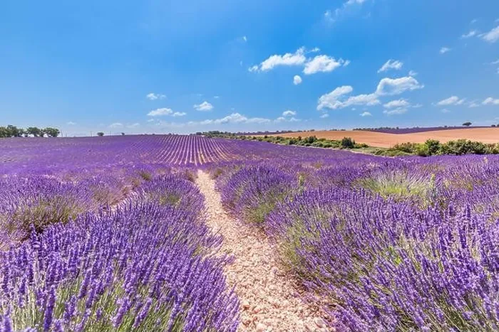 Framed Print : Beautiful tree in lavender field, Provence, France. Lonely tree in lavender field, Provence, France. Lavender flowers blooming field and a lonely tree Framed Print : Beautiful tree in lavender field, Provence, France. Lonely tree in lavender field, Provence, France. Lavender flowers blooming field and a lonely tree