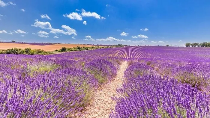 Framed Print : Beautiful tree in lavender field, Provence, France. Lonely tree in lavender field, Provence, France. Lavender flowers blooming field and a lonely tree Framed Print : Beautiful tree in lavender field, Provence, France. Lonely tree in lavender field, Provence, France. Lavender flowers blooming field and a lonely tree