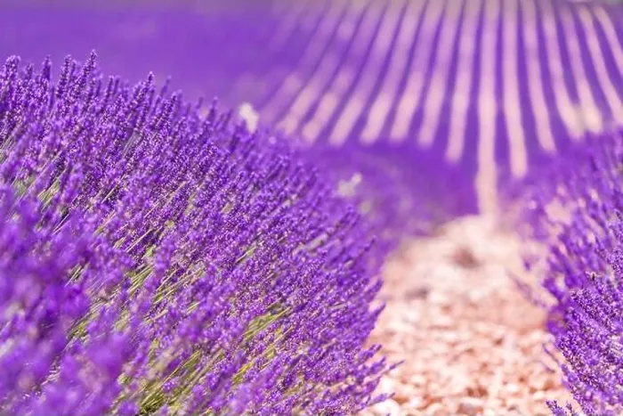 Framed Print : Beautiful tree in lavender field, Provence, France. Lonely tree in lavender field, Provence, France. Lavender flowers blooming field and a lonely tree Framed Print : Beautiful tree in lavender field, Provence, France. Lonely tree in lavender field, Provence, France. Lavender flowers blooming field and a lonely tree