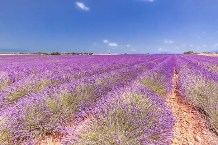 Framed Print : Beautiful tree in lavender field, Provence, France. Lonely tree in lavender field, Provence, France. Lavender flowers blooming field and a lonely tree Framed Print : Beautiful tree in lavender field, Provence, France. Lonely tree in lavender field, Provence, France. Lavender flowers blooming field and a lonely tree