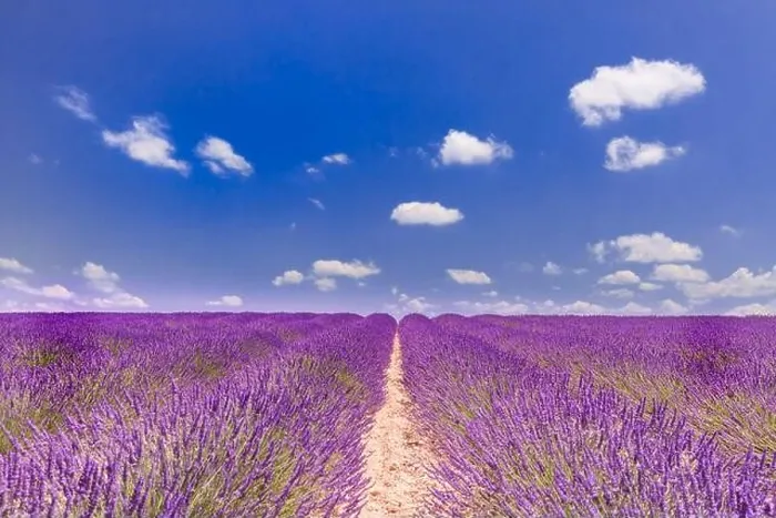 Framed Print : Beautiful tree in lavender field, Provence, France. Lonely tree in lavender field, Provence, France. Lavender flowers blooming field and a lonely tree Framed Print : Beautiful tree in lavender field, Provence, France. Lonely tree in lavender field, Provence, France. Lavender flowers blooming field and a lonely tree