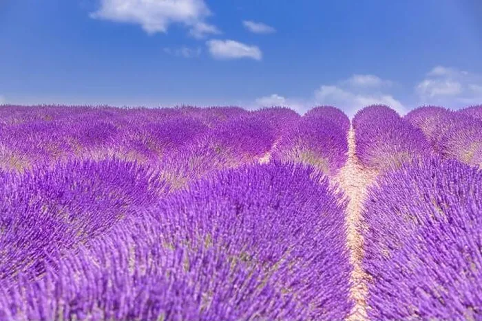 Framed Print : Beautiful tree in lavender field, Provence, France. Lonely tree in lavender field, Provence, France. Lavender flowers blooming field and a lonely tree Framed Print : Beautiful tree in lavender field, Provence, France. Lonely tree in lavender field, Provence, France. Lavender flowers blooming field and a lonely tree