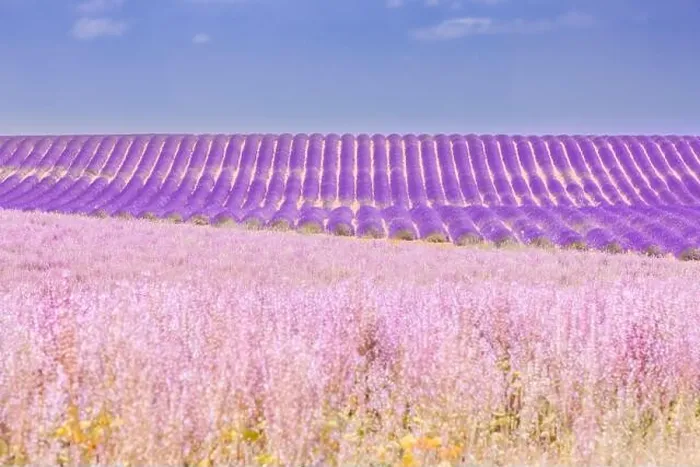 Framed Print : Beautiful tree in lavender field, Provence, France. Lonely tree in lavender field, Provence, France. Lavender flowers blooming field and a lonely tree Framed Print : Beautiful tree in lavender field, Provence, France. Lonely tree in lavender field, Provence, France. Lavender flowers blooming field and a lonely tree