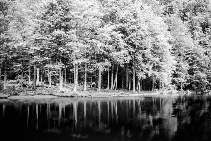 Framed Print : Beautiful trees, lake reflection, tranquil nature. Forest and mountain pass, relaxing scenery. Artistic nature background, trees and lake view Framed Print : Beautiful trees, lake reflection, tranquil nature. Forest and mountain pass, relaxing scenery. Artistic nature background, trees and lake view