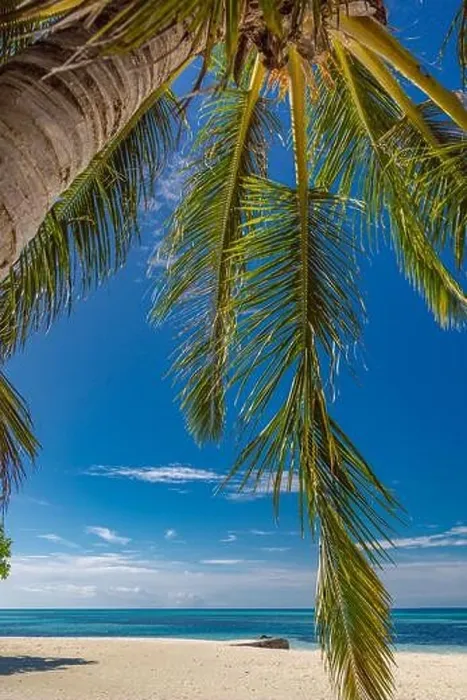 Framed Print : Beautiful tropical beach banner. White sand and coco palms travel tourism panorama. Amazing inspire beach landscape. Luxury island vacation holiday Framed Print : Beautiful tropical beach banner. White sand and coco palms travel tourism panorama. Amazing inspire beach landscape. Luxury island vacation holiday