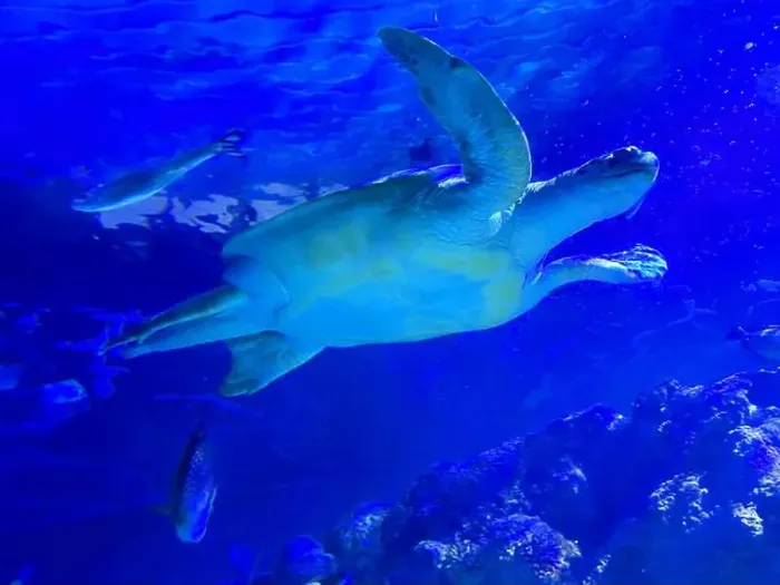 Framed Print : Beautiful turtle swimming in sea, low angle view. Underwater world Framed Print : Beautiful turtle swimming in sea, low angle view. Underwater world