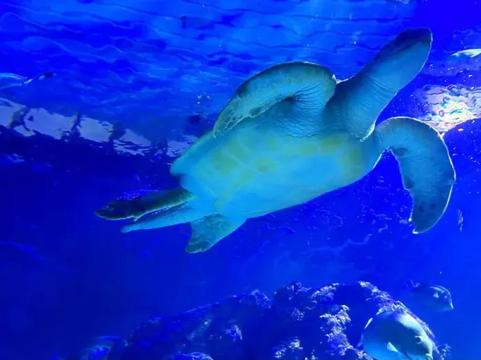 Framed Print : Beautiful turtle swimming in sea, low angle view. Underwater world Framed Print : Beautiful turtle swimming in sea, low angle view. Underwater world