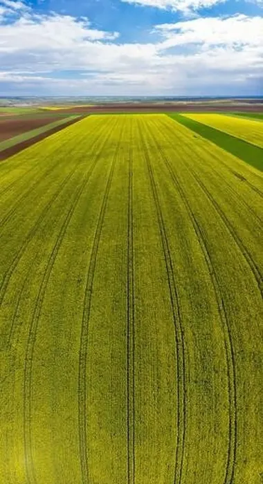 Framed Print : Beautiful vertical panoramic view of a rapeseed field Framed Print : Beautiful vertical panoramic view of a rapeseed field