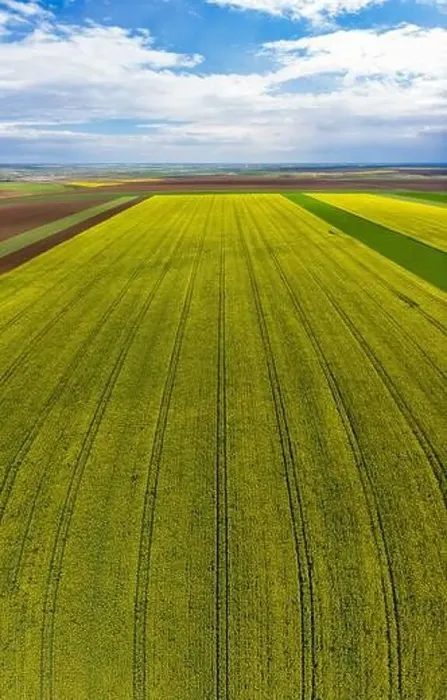 Framed Print : Beautiful vertical panoramic view of a rapeseed field Framed Print : Beautiful vertical panoramic view of a rapeseed field
