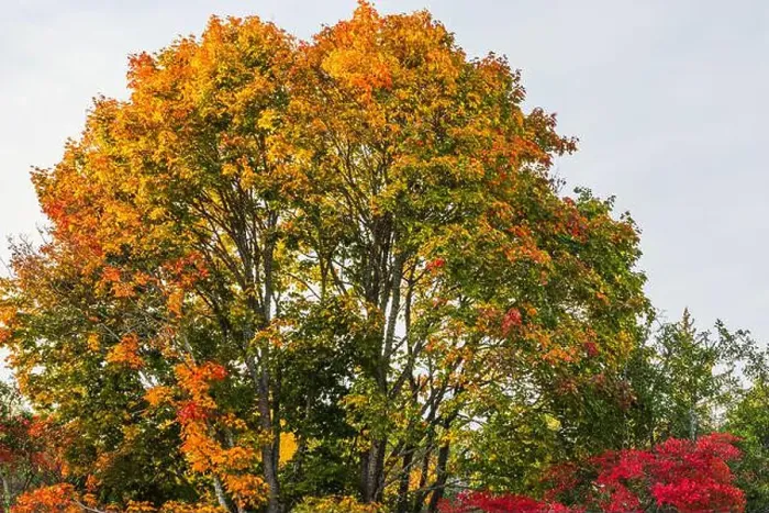 Framed Print : Beautiful view of bright autumn maple tree with orange and red leaves under clear sky. Sweden Framed Print : Beautiful view of bright autumn maple tree with orange and red leaves under clear sky. Sweden