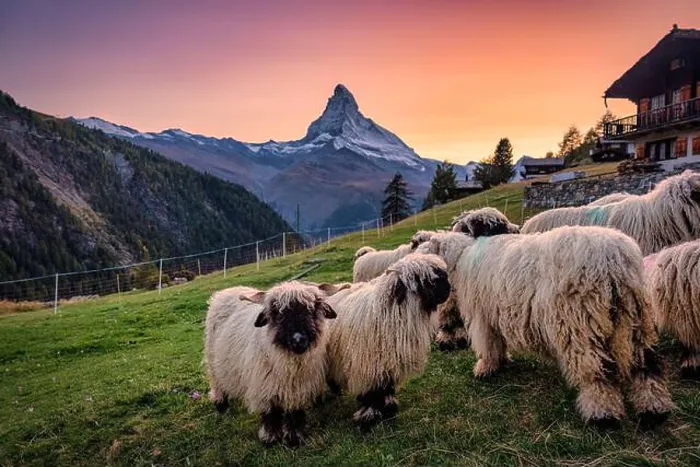 Framed Print : Beautiful view of Matterhorn mountain with Valais blacknose sheep on hill in rural scene Framed Print : Beautiful view of Matterhorn mountain with Valais blacknose sheep on hill in rural scene