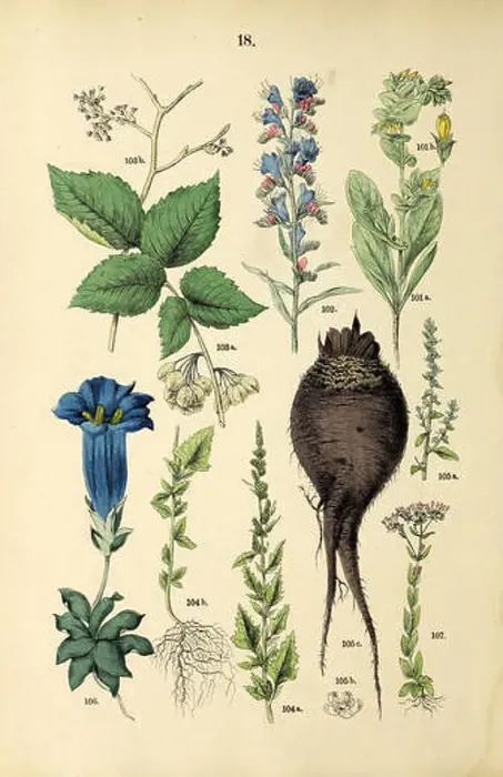 Framed Print : Beautiful vintage hand drawn illustrations of plants and flowers from old book Framed Print : Beautiful vintage hand drawn illustrations of plants and flowers from old book