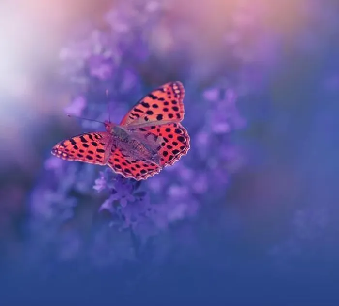 Framed Print : Beautiful Violet Nature Background.Floral Art Design.Macro Photography.Floral abstract pastel background with copy space.Butterfly and Lavender Field Framed Print : Beautiful Violet Nature Background.Floral Art Design.Macro Photography.Floral abstract pastel background with copy space.Butterfly and Lavender Field