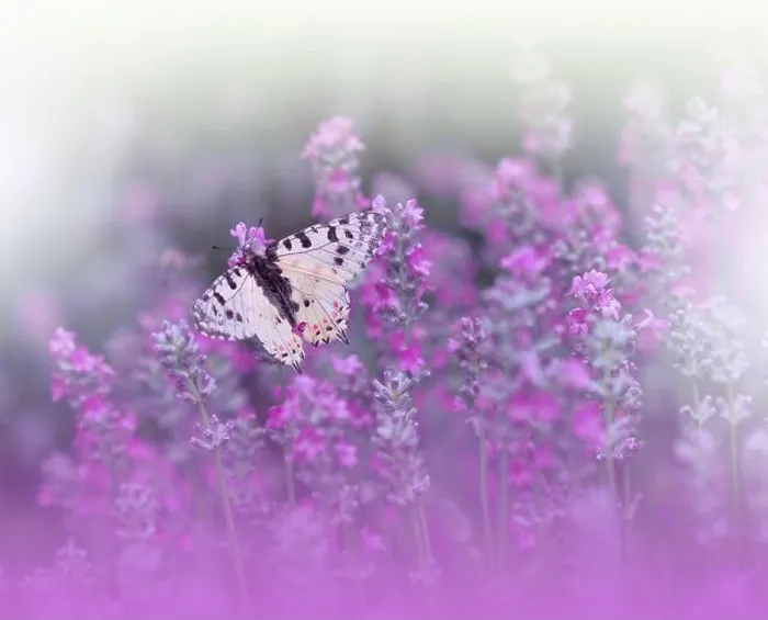 Framed Print : Beautiful Violet Nature Background.Floral Art Design.Macro Photography.Abstract Pastel Landscape.Copy Space.Summer Butterfly and Lavender Field.Aroma Framed Print : Beautiful Violet Nature Background.Floral Art Design.Macro Photography.Abstract Pastel Landscape.Copy Space.Summer Butterfly and Lavender Field.Aroma