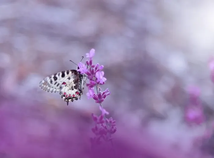 Framed Print : Beautiful Violet Nature Background.Floral Art Design.Macro Photography.Floral abstract pastel background with copy space.Butterfly and Lavender Field Framed Print : Beautiful Violet Nature Background.Floral Art Design.Macro Photography.Floral abstract pastel background with copy space.Butterfly and Lavender Field