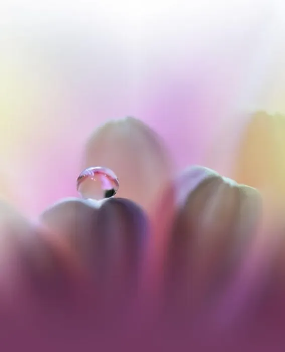 Framed Print : Beautiful Violet Nature Background.Colorful Artistic Wallpaper.Natural Abstract Macro Photography.Creative Floral Art Design.Pink Color.Gerbera Daisy Framed Print : Beautiful Violet Nature Background.Colorful Artistic Wallpaper.Natural Abstract Macro Photography.Creative Floral Art Design.Pink Color.Gerbera Daisy
