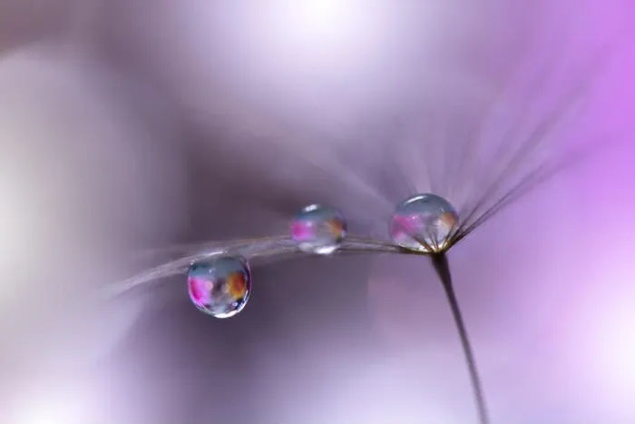 Framed Print : Beautiful Violet Nature Background.Colorful Artistic Wallpaper.Macro Photography.Beauty in Nature.Creative Floral Art Design.Blurred space for text Framed Print : Beautiful Violet Nature Background.Colorful Artistic Wallpaper.Macro Photography.Beauty in Nature.Creative Floral Art Design.Blurred space for text